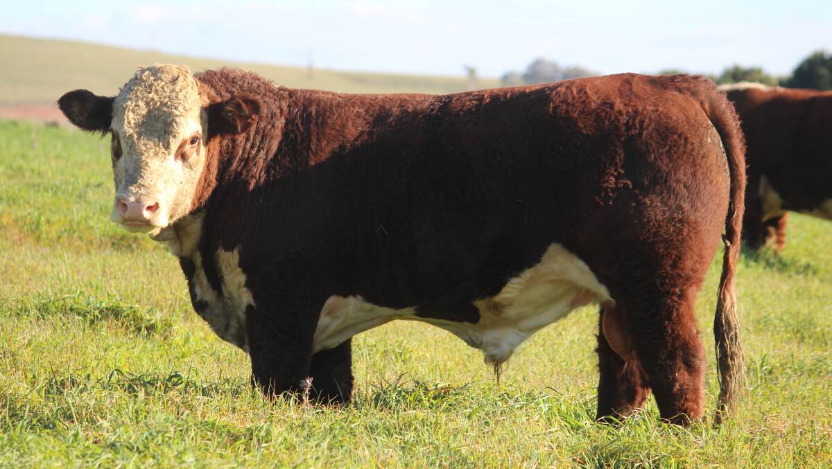 Sale ready: At this year’s 33rd annual on-property sale on Tuesday, July 25, Tummel Herefords will offer a line-up of 30 horned and 15 polled bulls.