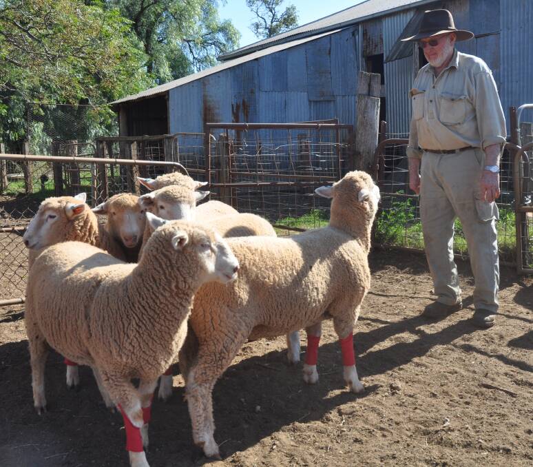 FAST APPROACHING: Ron Campbell says the Running of the Sheep will once again be a standout at Merriwa's upcoming Festival of the Fleeces.