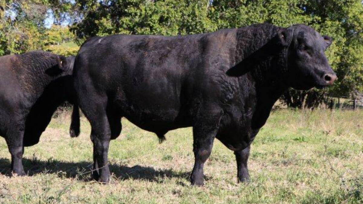 STANDOUT: Feature bulls at Sugarloaf's inaugural sale on August 5 include three sons of Basin Payweight 107S, one pictured above, and another son of Reality - all offering future stud sire potential.