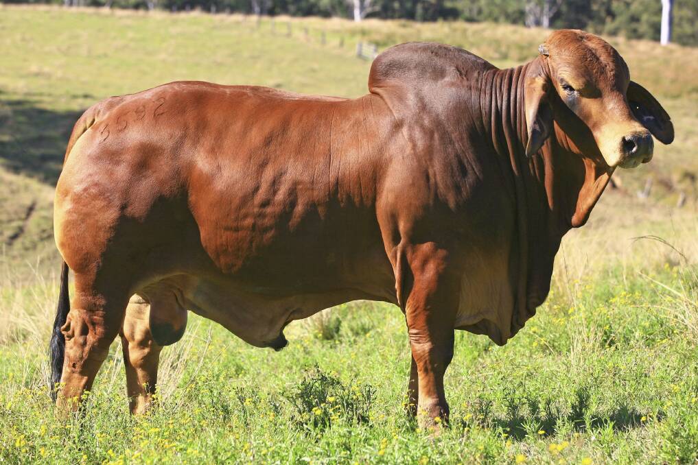 GETTIN' BIZZY: Bizzy will offer 22 Red Brahman bulls represented by six different Sire lines. These bulls range in age from 28 to 36 months and are ready to get out and work. 