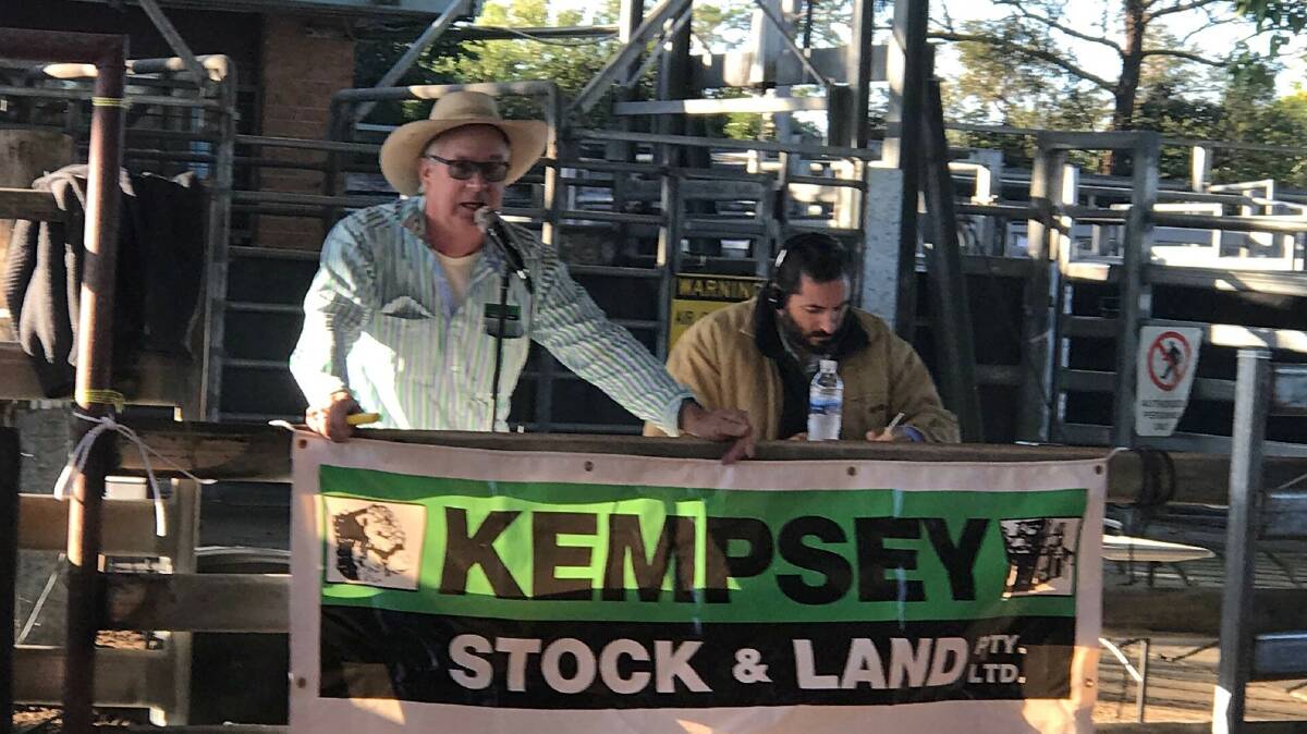 SALE-O: Kempsey Stock and Land principal, Ian Argue auctioneers 800 head at the company's regular market day despite missing the sellers box. 