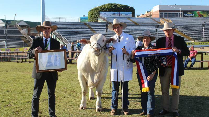 Grand champion bull:Colinta Mentor, Colinta Holdings, Springsure