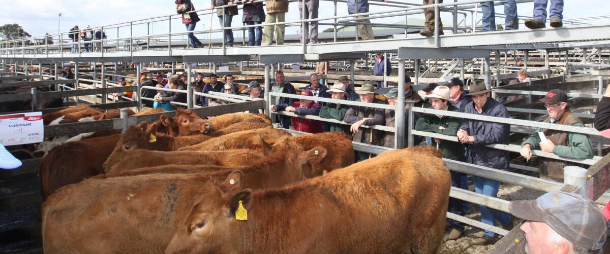 QUALITY ON SHOW: Both Maitland and Kempsey experienced firm to dearer markets with quality young cattle on show. 