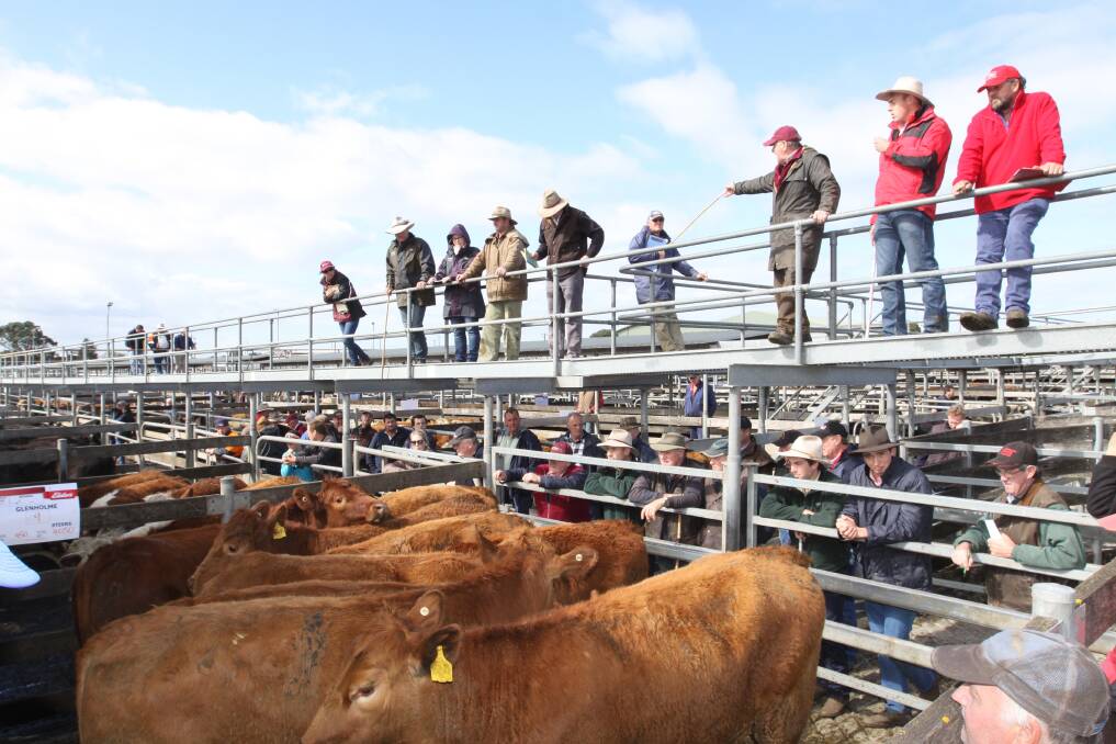 FIRM: The market trend at Maitland remained firm for export quality cattle and for trade cattle it was firm to 10c cheaper on the heifers. 