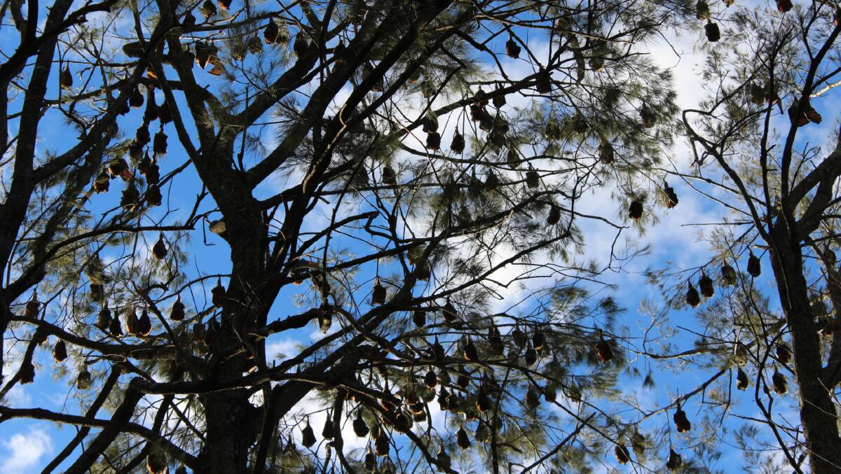 CONCERNS: From late 2014, several thousand flying foxes have at times set up a camp in Aberdeen along a section of the Hunter River close to a camp draft area. Upper Hunter Shire Council installed signs in the area with information about safety precautions. Residents’ views on the flying-foxes are being sought in order to create a camp management plan for the shire.