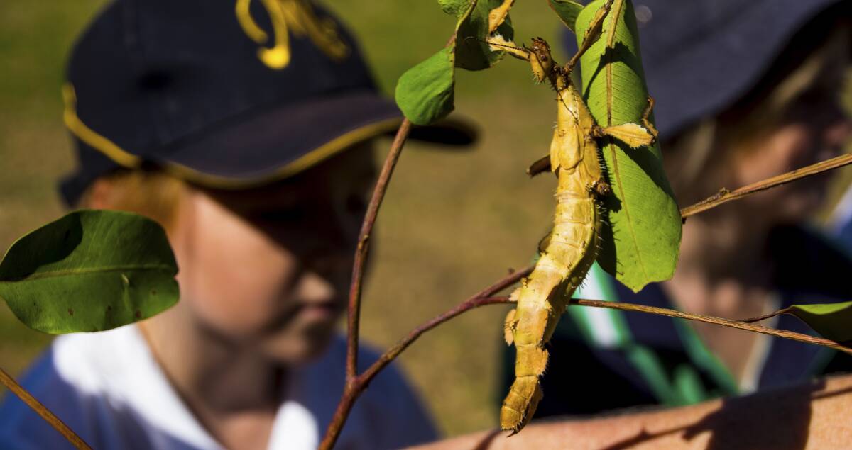 EDUCATIONAL: Students from Merriwa Central, Sandy Hollow Primary and Cassilis Primary schools have been on a conservation journey. Pic: DEKMmedia