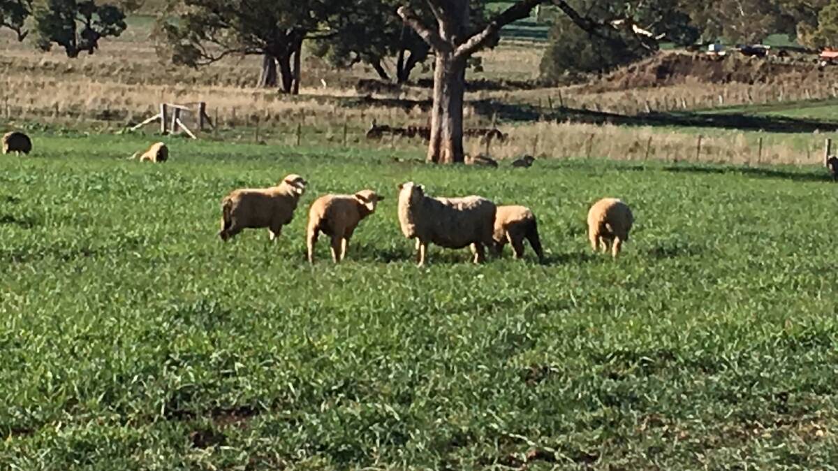 Building skills in managing ewe productivity and profitability
