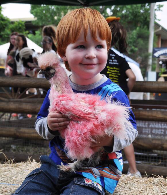 Sweet: Kyle Smith with a pink chicken at the 2015 Upper Hunter Show. The show will return to Muswellbrook Showground on March 11 and 12.