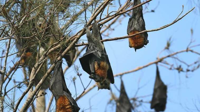 Have your say on flying fox management plan