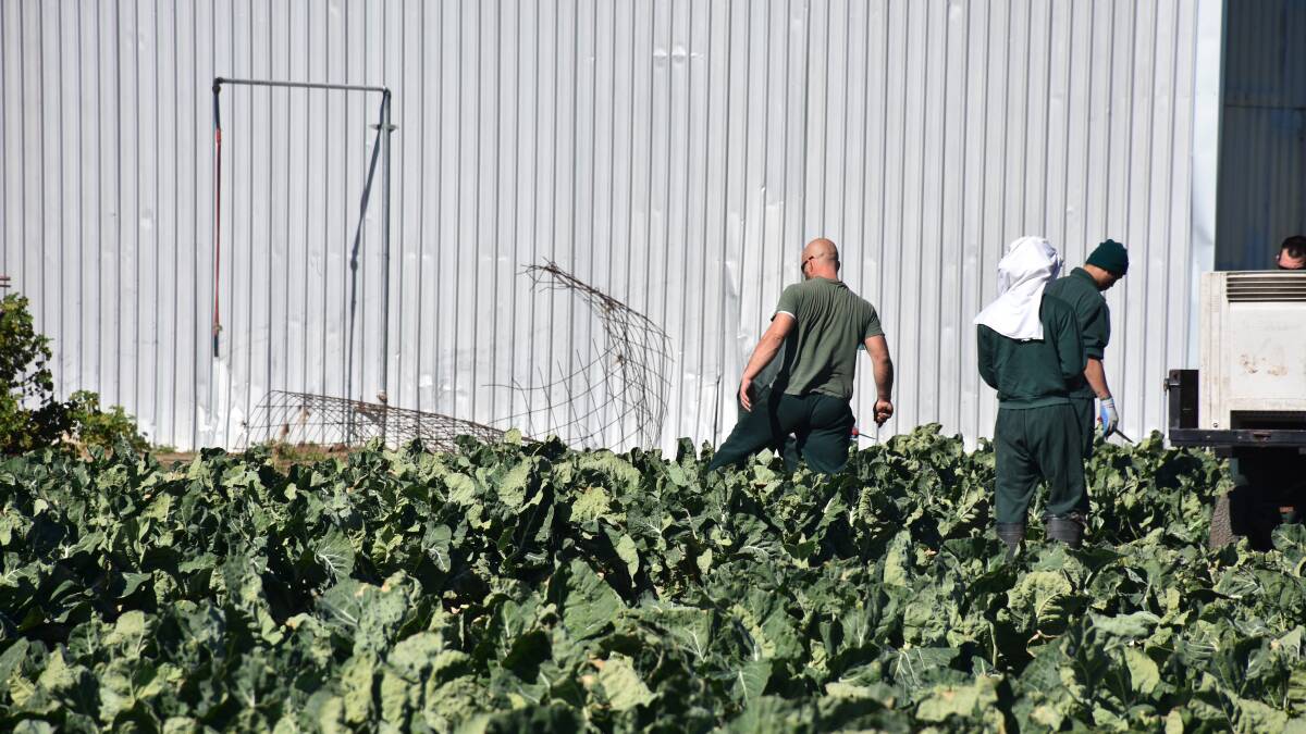 There were vegetables galore at the facility's harvest on Monday.