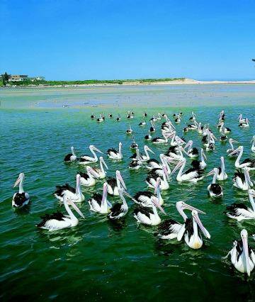 Pelicans gather at The Entrance for their daily feed.
