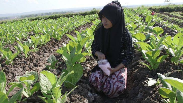 Toxic: A 12-year-old applies fertiliser by hand to tobacco plants near Sampang, East Java.  Photo: HRW