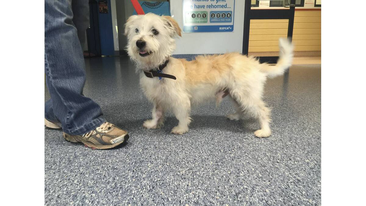 STRAY 3 - Age: unknown, Breed: Maltese terrier cross, Arrived: December 24. 
