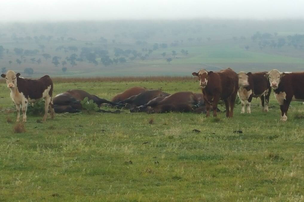 SAD SIGHT: Four mares struck down by lightning near Merriwa during a thunderstorm on Monday morning.  Pic: KRISTY-LEE KEAN.