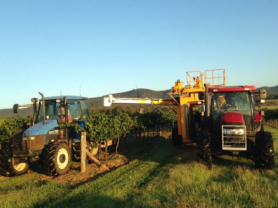 The 2015 harvest underway at Denman's Two Rivers Winery on Yarrawa Road in January. 
