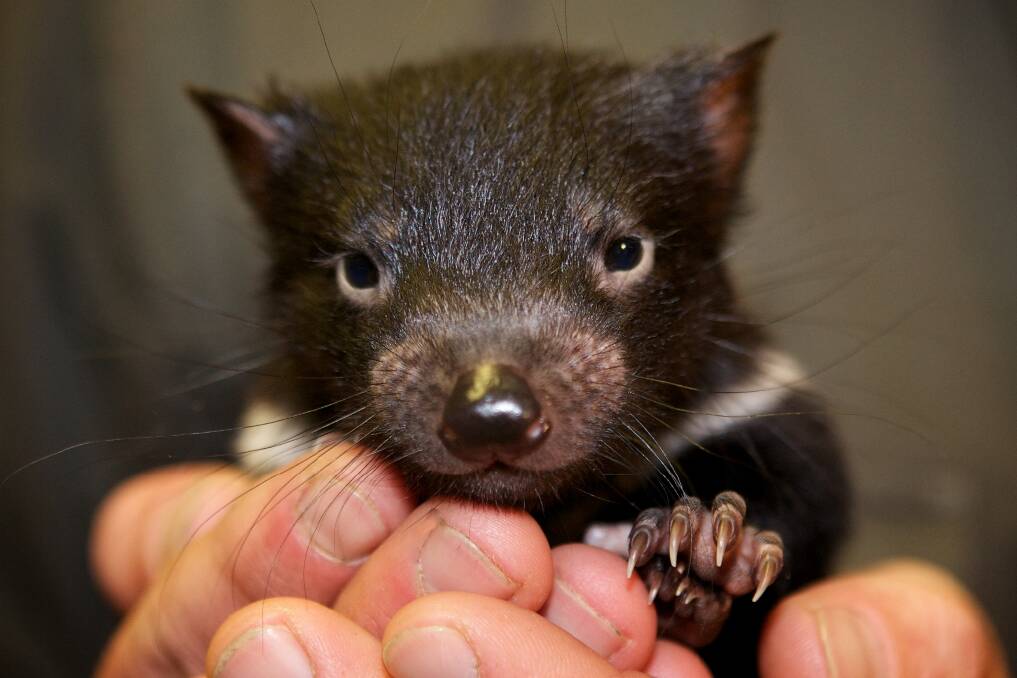 VOLUNTEERS: It doesn't get much cuter than this in the world of Tassie Devil preservation!