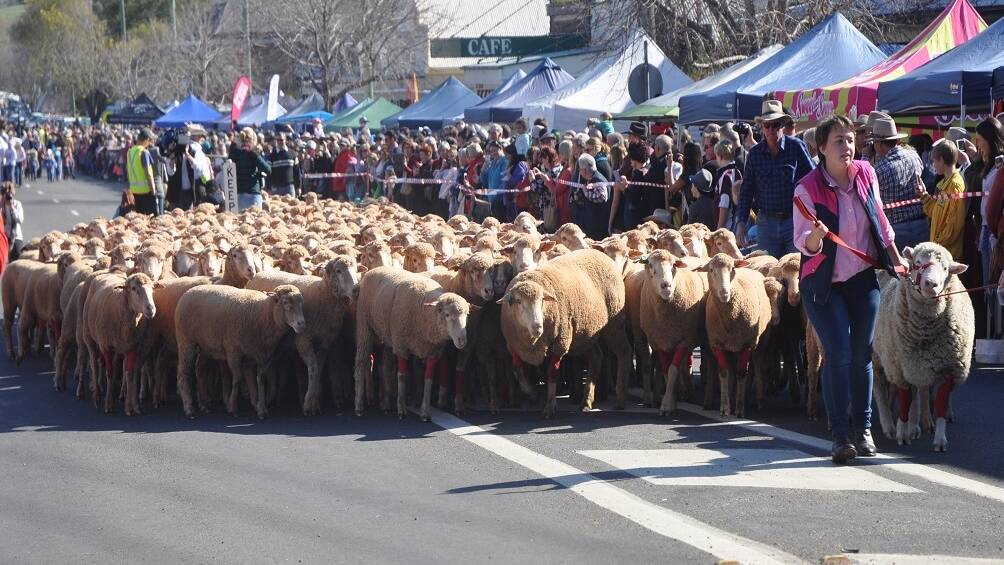 VIDEO: Festival of the Fleeces - Running of the Sheep