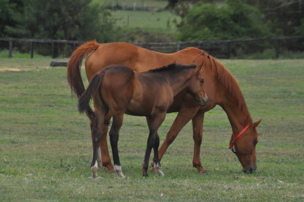 Mare and foal at Emirates Park in Murrurundi.