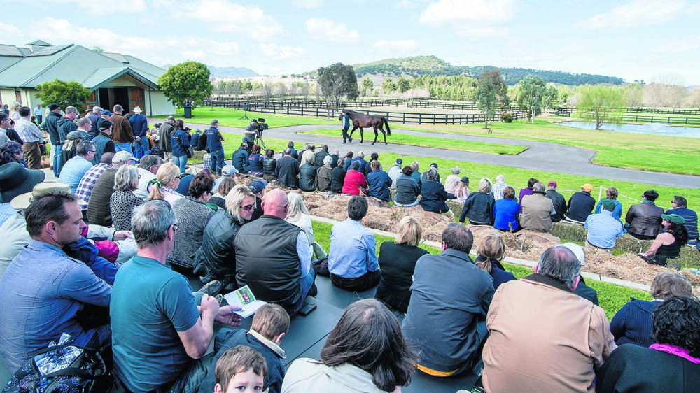 INTERESTED: About 1000 breeding enthusiasts attended Vinery Stud’s recent Stallion Parades. Pic: TANYA D'HERVILLE