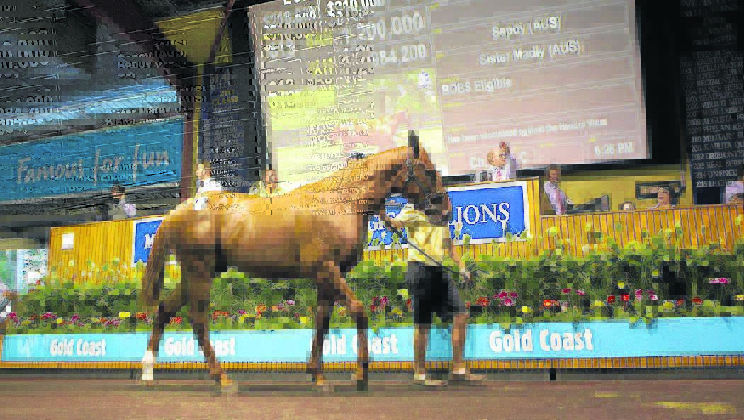 GOING, GOING, GONE: Segenhoe Stud farm received a record $1.2 million for this colt. Pic: Magic Millions