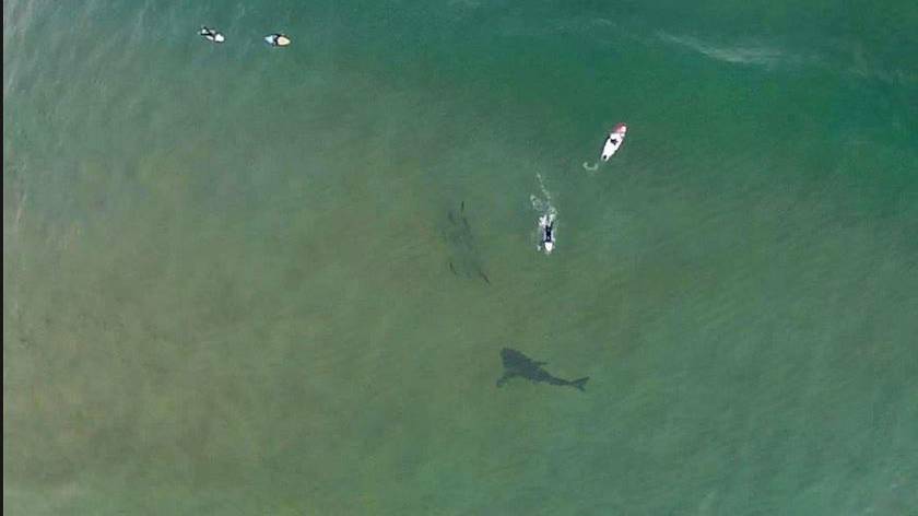 Massive shark photographed swimming near surfers at Killacare on the Central Coast
