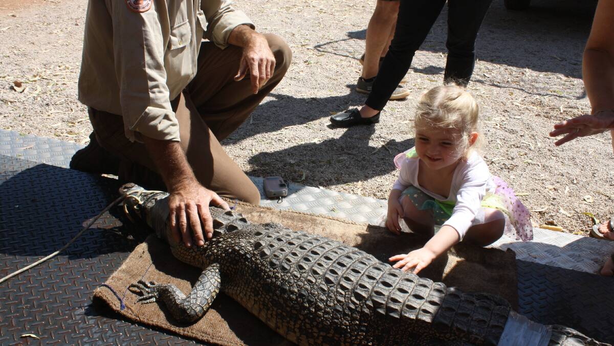 SALTIE TRAPPED:  Isla McKerrascher giving the trussed up 2.17 metre crocodile a pat. 
