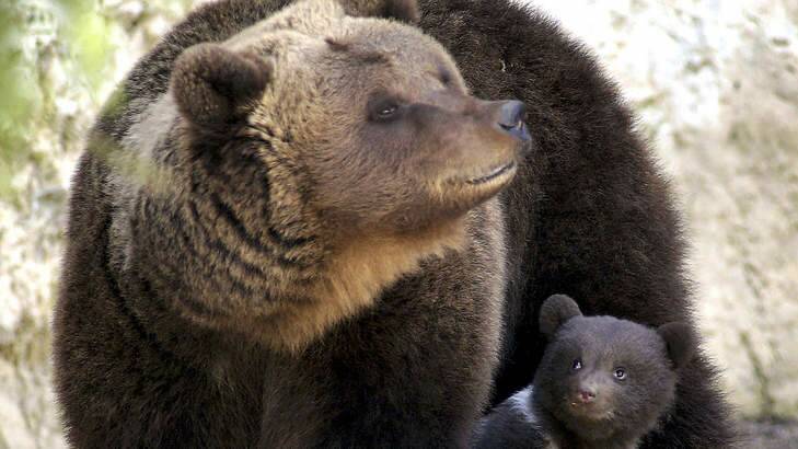 Six people were attacked by bears in one day in the US, including four by grizzly bears. Photo: AP Photo