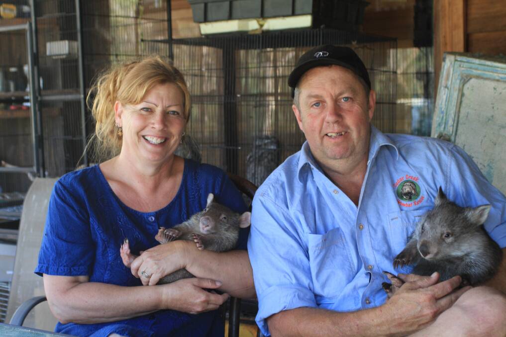 CUDDLES REWARD: Roz and Kev Holme of Cedar Creek Wombat Rescue hold two animals in recovery. 