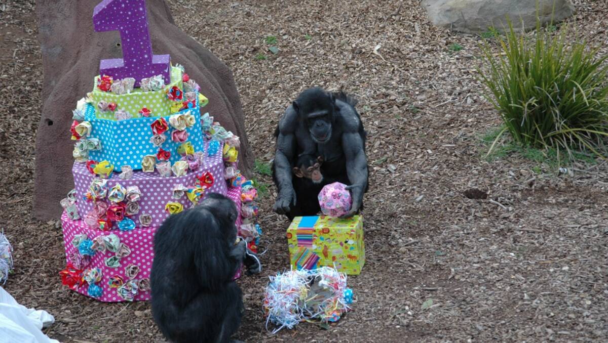 Zombi and Zuri discovering her birthday surprises. Picture: Supplied