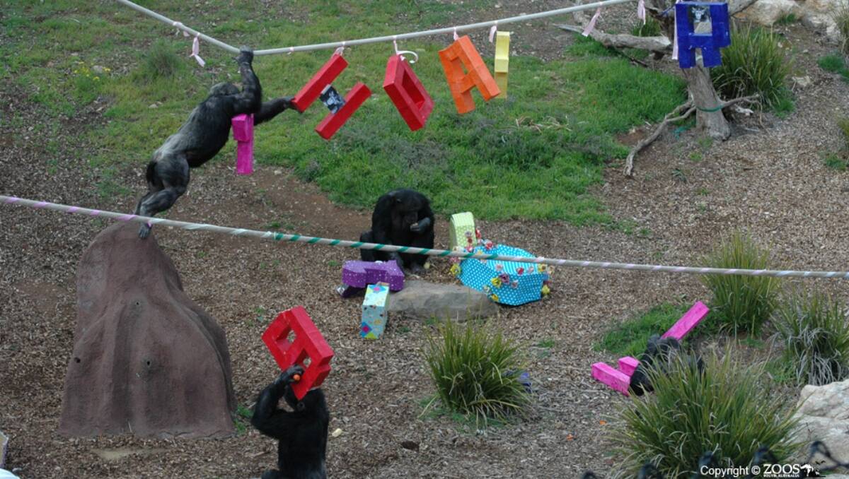 Some of the chimps enjoying the birthday festivities. Picture: Supplied