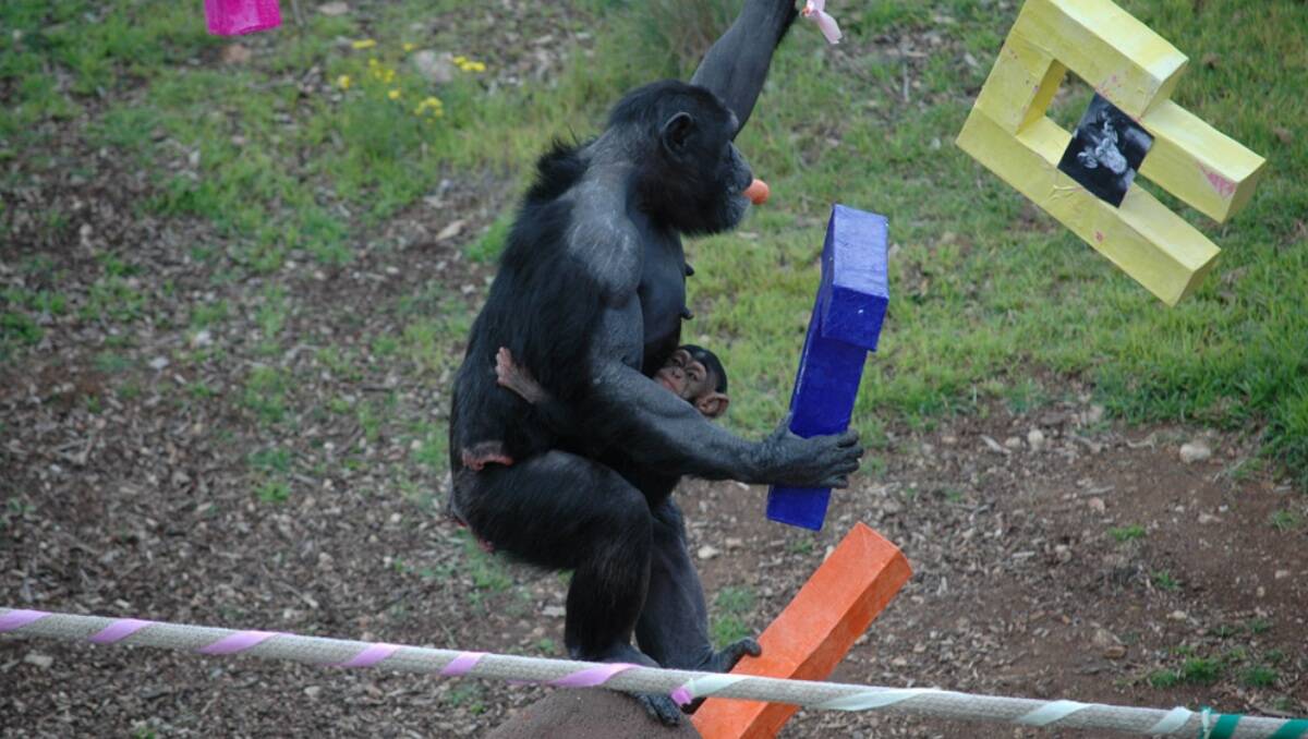  Zuri hanging on tightly as mum reaches for a treat. Picture: Supplied
