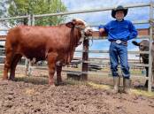 The Land journalist Samantha Townsend's son Wilton with show steer Frank the Tank at Upper Hunter Beef Bonanza.