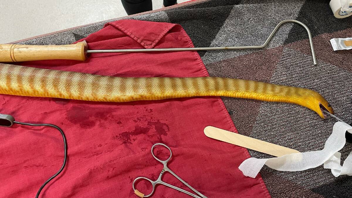 Lilith the pet Woma python had a very close call two nights ago when she decided to swallow an entire snake hook. Image: supplied by North Nowra Veterinary Hospital.