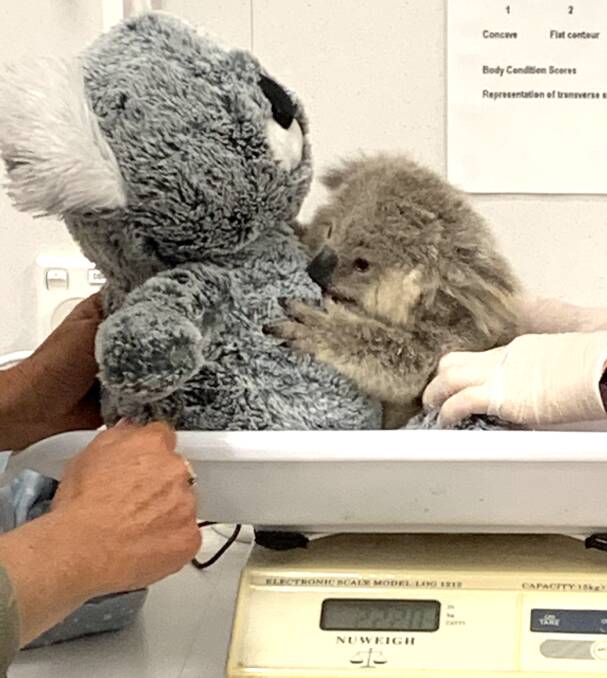 Orphaned koala joey, Burr.