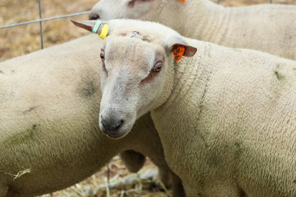 TAGGING: NSW Farmers members have voted to support proposals to introduce a mandatory national electronic ID tagging system for sheep and goats.