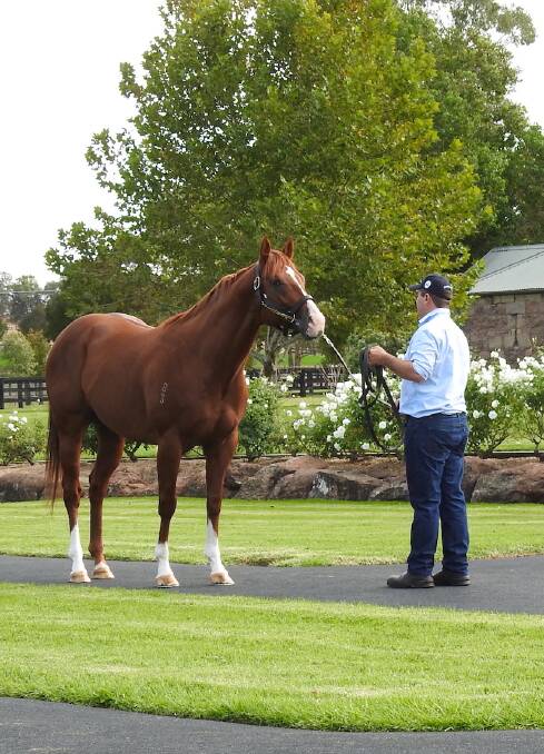 STALLION: Vinery Stud near Scone will hold a stallion parade on August 27 and 28. Picture: Vinery Stud