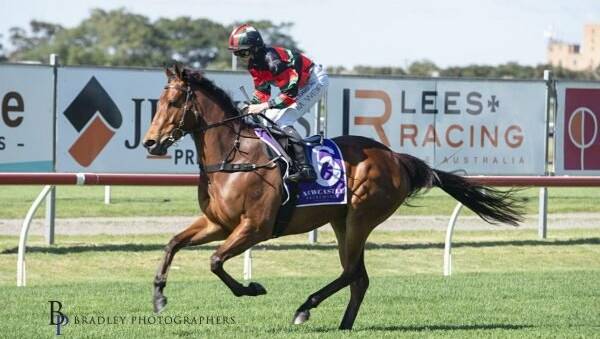 CECILIA: The Aleacia Bennett-trained Cecilia, pictured here winning at Newcastle late last year, won Fridays Queen of the Turf at Port Macquarie. Picture: Bradley Photography