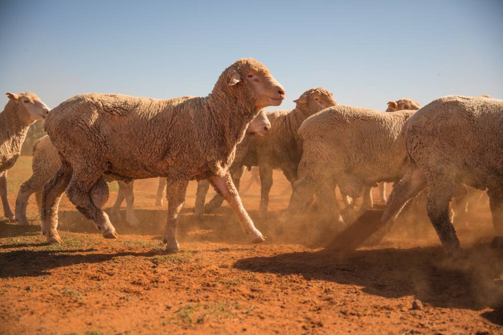 SHEEP: The NSW Government has proposed the introduction of a national electronic ID tagging system for sheep and goats in response to the threat posed by foot-and-mouth disease. Picture: NSW Farmers