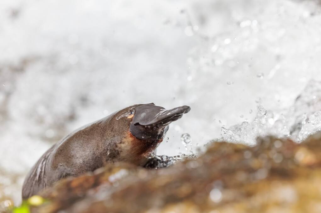 One of the Hobart Rivulet's platypuses. Picture by Pete Walsh