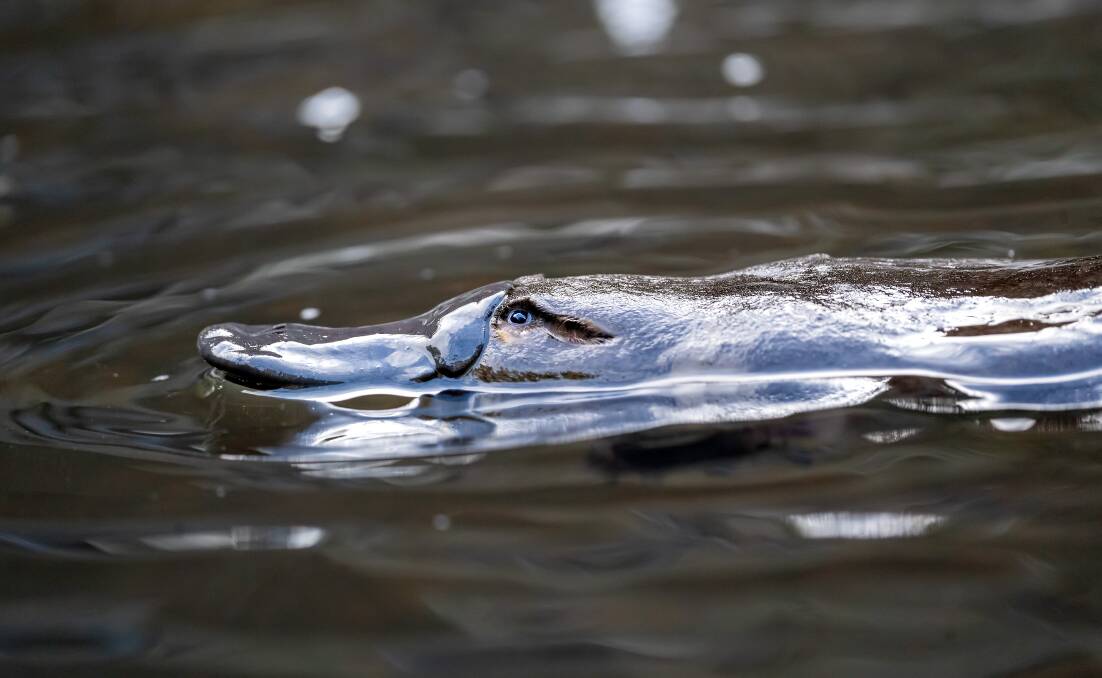 One of the Hobart Rivulet platypus. Picture by Pete Walsh