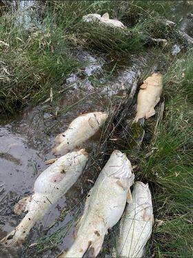 Dead Murray River cod in December 2022. Picture supplied by Matt Heslop.