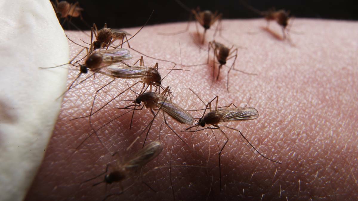 New research by New York's Rockefeller University shows why some were more attractive to mosquitoes than others. Stock image. 