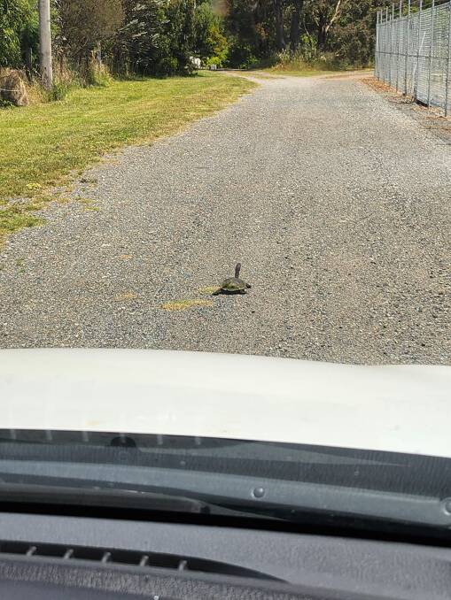 A turtle walking down a driveway. Picture by Rebekah Pooley