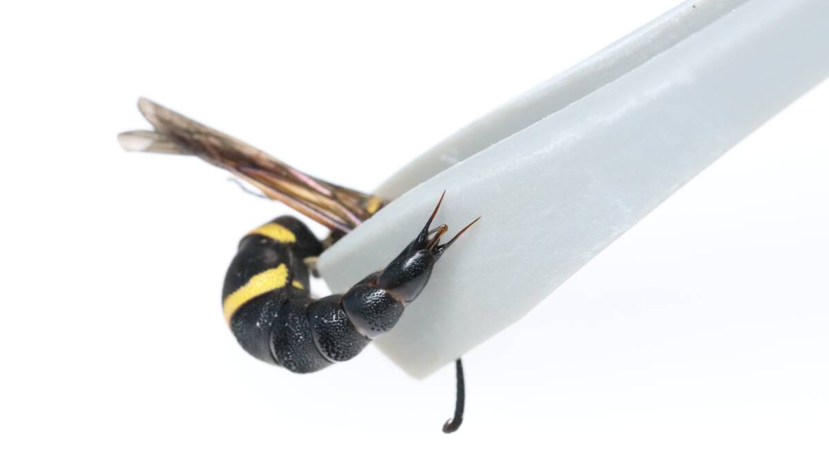 Researchers have shown that male wasps use their sharp genitalia for self-defence. Picture by Current Biology Sugiura 