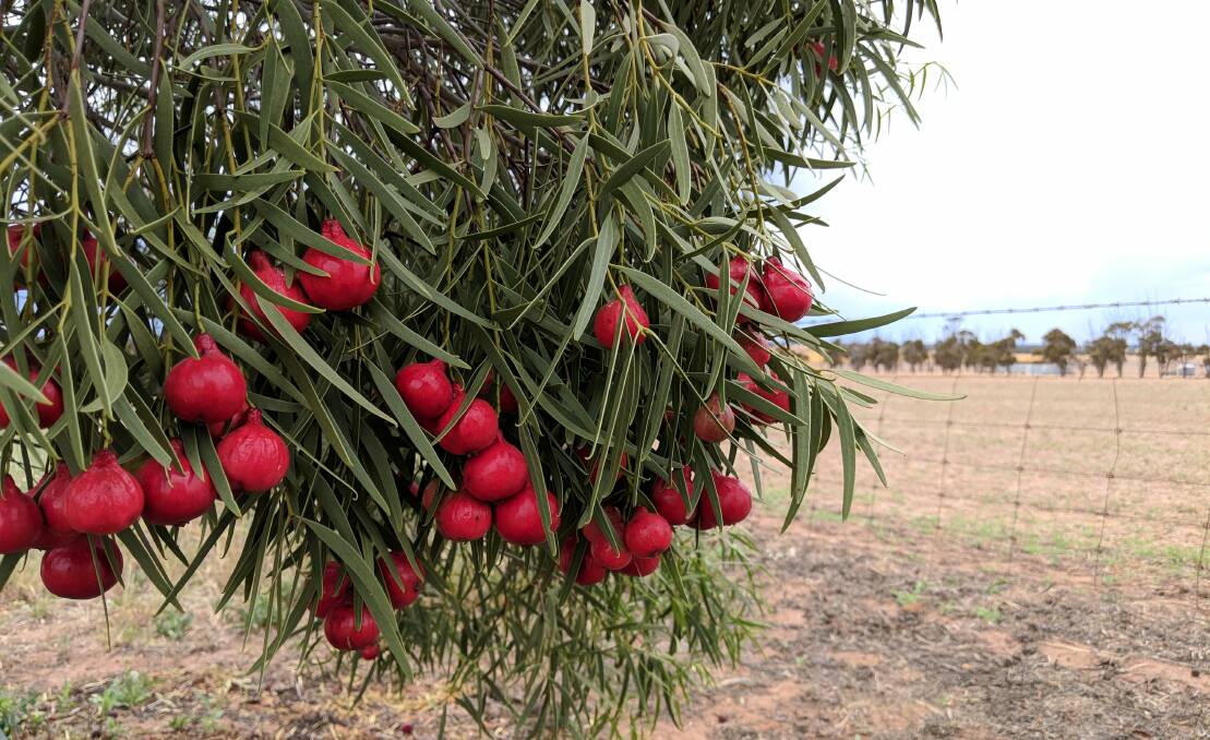 Quandongs produce bright red fruit with a tart flavour and plenty of vitamin C. Picture supplied 