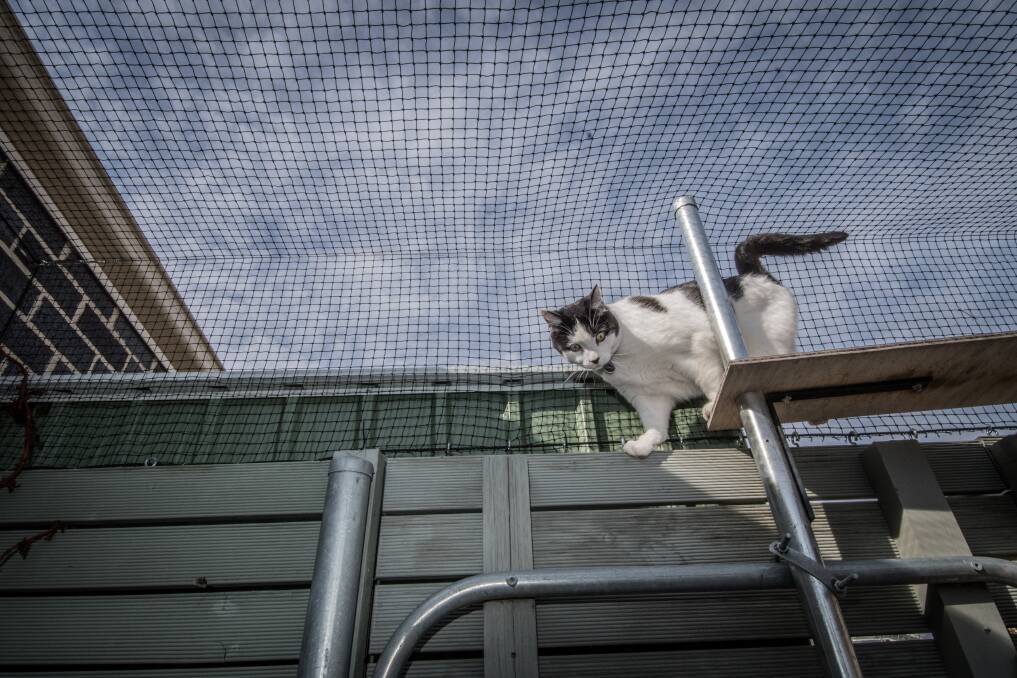 Custom-made outdoor enclosures are an option for new cat owners in Canberra after recently introduced cat containment laws. Picture by Karleen Minney