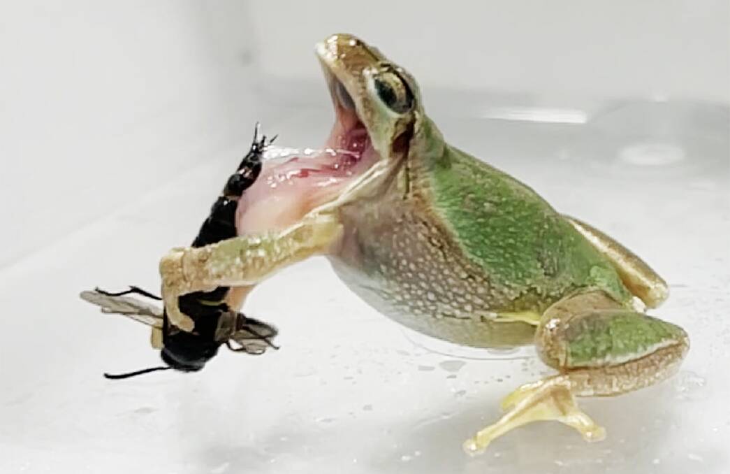 A male wasp defending itself using sharp genital spines against a predatory tree frog. Picture by Current Biology Sugiura