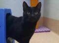 One-year-old Moon is looking for his forever home. Picture supplied