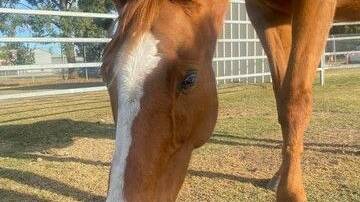 Sky is seeking a forever home with an experienced horse owner. Picture supplied