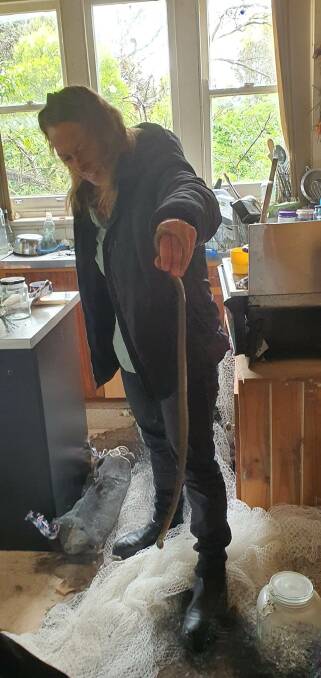 Snake Catchers Adelaide's Ange Broadstock with Wally in Lindy Downing's kitchen at Goolwa on November 28, 2022. Picture by Lindy Downing. 